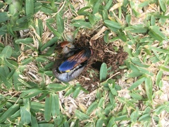 Scolia erythrocephala