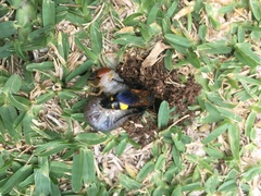 Scolia erythrocephala