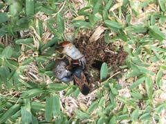 Scolia erythrocephala