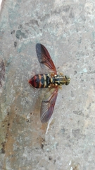 Stratiomyomorpha
