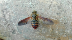 Stratiomyomorpha