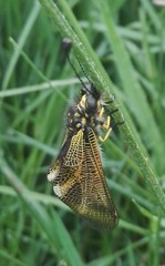 Libelloides hispanicus