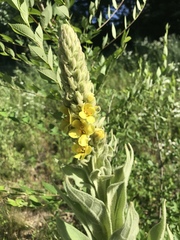 Verbascum thapsus