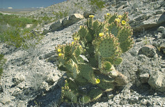 Opuntia aureispina