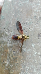 Stratiomyomorpha