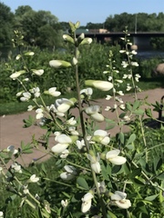 Baptisia alba