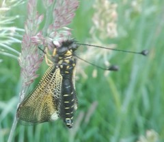 Libelloides hispanicus