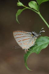 Hemiolaus caeculus