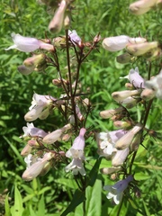 Penstemon
