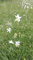 Paradisea lusitanica