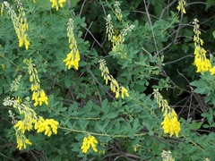 Cytisus nigricans