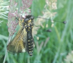 Libelloides hispanicus
