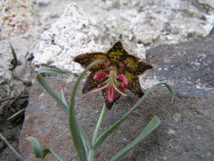 Fritillaria atropurpurea