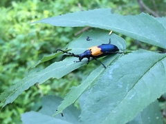 Desmocerus palliatus