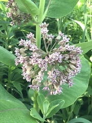 Asclepias syriaca
