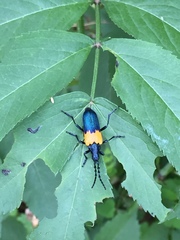 Desmocerus palliatus