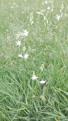 Paradisea lusitanica