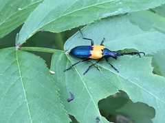 Desmocerus palliatus