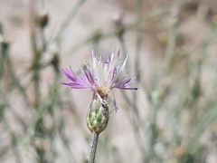 Centaurea arenaria