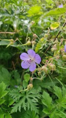Geranium pratense