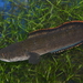 Dwarf Snakehead - Photo (c) Zinogre, some rights reserved (CC BY-SA), uploaded by Zinogre