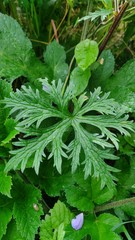 Geranium pratense