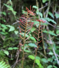 Struthiopteris niponica