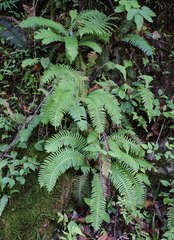 Struthiopteris niponica