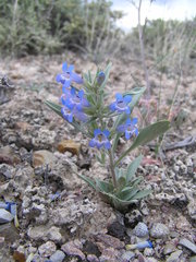 Penstemon dolius dolius