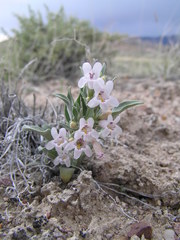 Penstemon dolius dolius