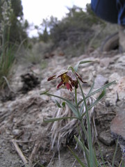 Fritillaria atropurpurea