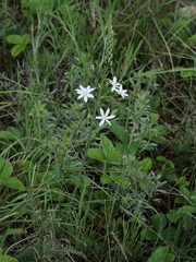 Ornithogalum pyramidale
