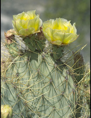 Opuntia aureispina