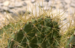 Opuntia aureispina