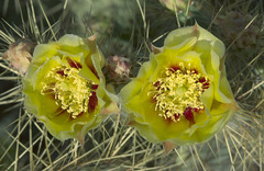 Opuntia aureispina