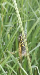 Libelloides hispanicus