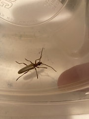 Centrodera decolorata