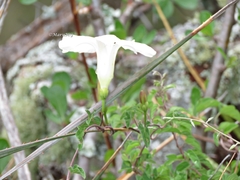 Ipomoea batatoides