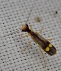 Malthinus seriepunctatus