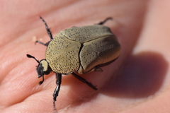 Hologymnetis cinerea