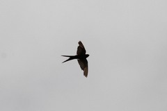 Psalidoprocne pristoptera