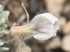 Astragalus calycosus calycosus