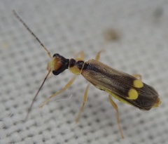 Malthinus seriepunctatus