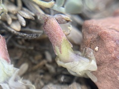 Astragalus calycosus calycosus