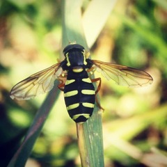 Xanthogramma citrofasciatum