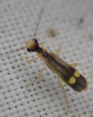 Malthinus seriepunctatus