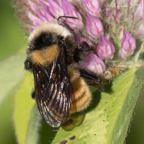 White-shouldered Bumble Bee