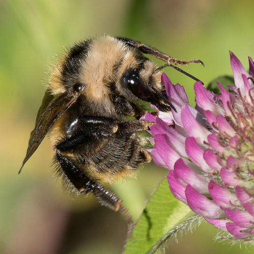 White-shouldered Bumble Bee