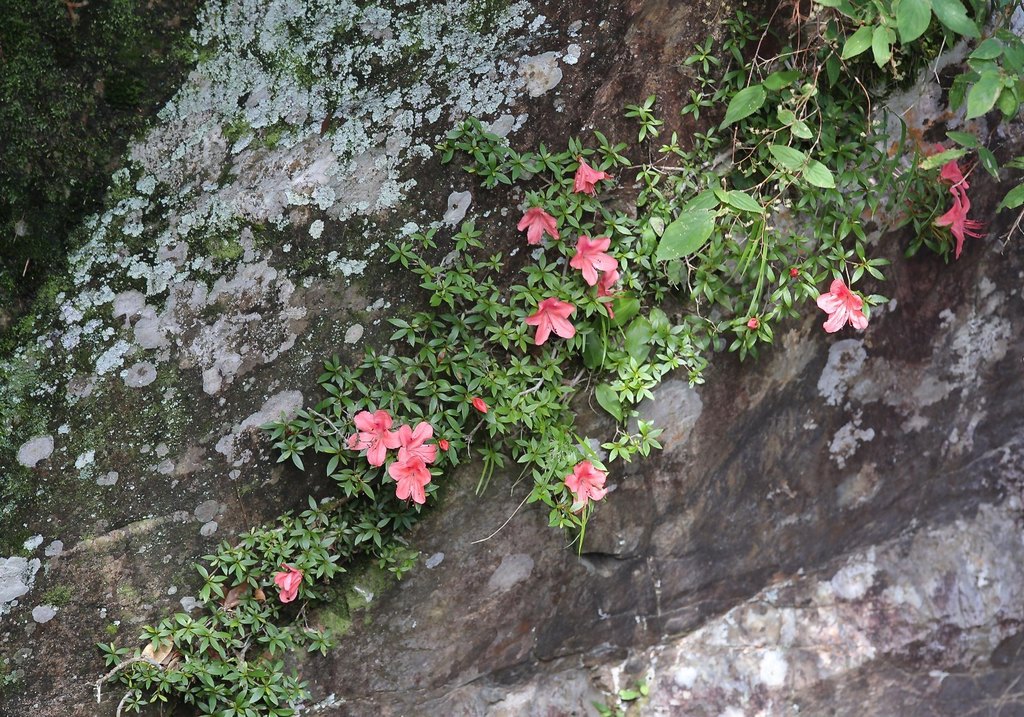 southern Indian azalea (Rhododendron indicum) · iNaturalist