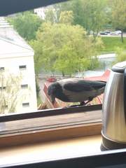 Corvus cornix